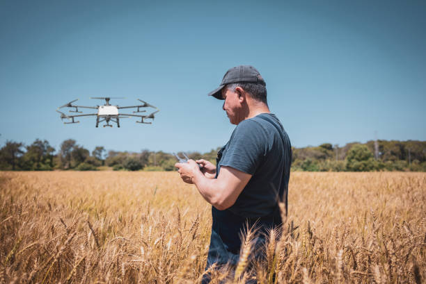 Mature Man Farmer Pilot Using Drone Remote Controller over cereal fields Mature Man Farmer Pilot Using Drone Remote Controller over cereal fields drone stock pictures, royalty-free photos & images