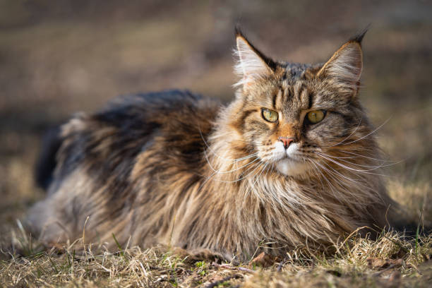istock a mainecoon cat enjoying the spring 1490704262