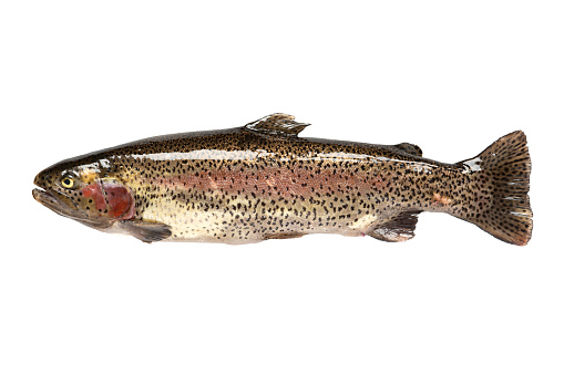 Freshwater fish rainbow trout (Oncorhynchus mykiss). isolated on white background