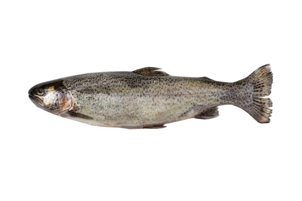 istock small Freshwater fish rainbow trout (Oncorhynchus mykiss). isolated on white background 1490704377