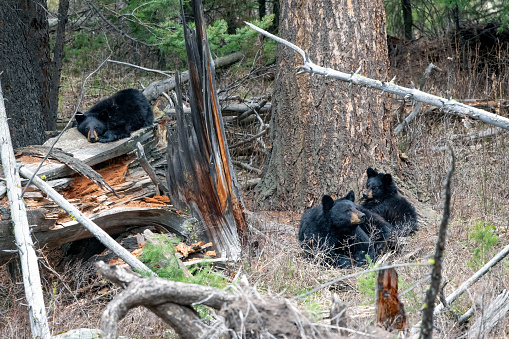 Bear mother with two cups on a lawn with flours near Jasper, Canada