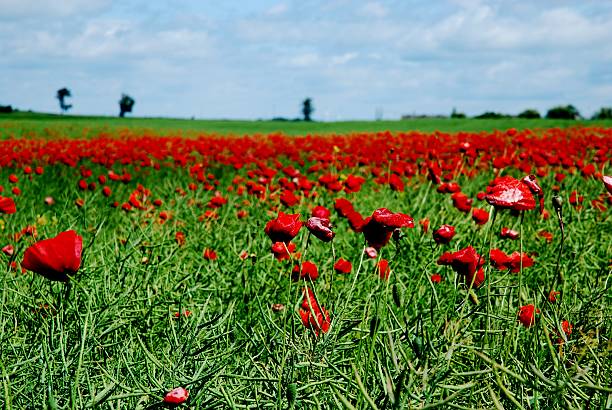 istock Field of poppies 149070548
