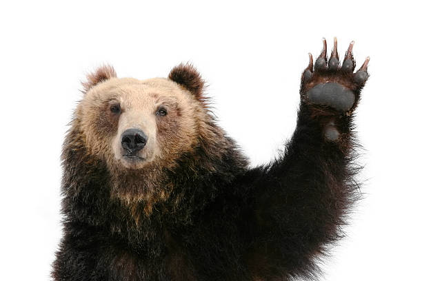 Bear Raising Paw Bear raising its paw into the air. animal limb stock pictures, royalty-free photos & images