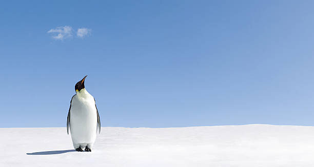 Looking up Penguin standing in Antarctica looking into the blue sky. penguin stock pictures, royalty-free photos & images