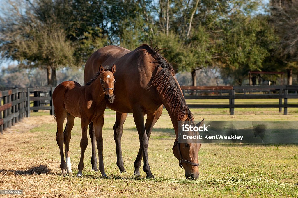 Young Mare and Foal horse in green pasture Agricultural Field Stock Photo
