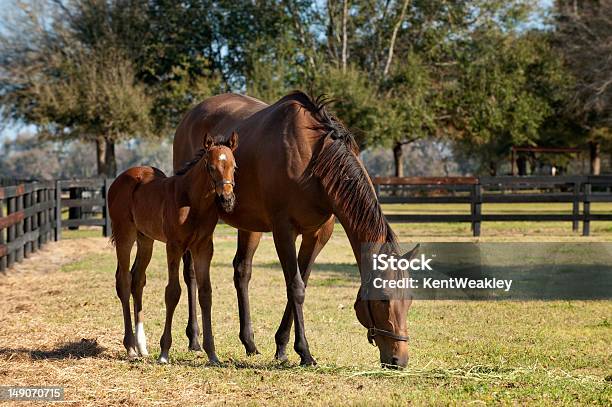 Young Mare And Foal Horse In Green Pasture Stock Photo - Download Image Now - Agricultural Field, Animal, Animal Family