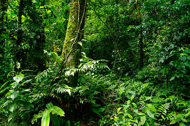 Costa Rican Rainforest stock photo