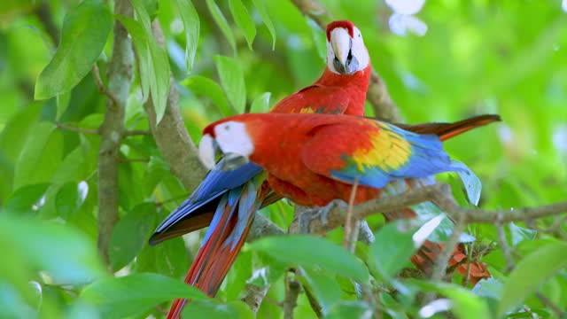 Scarlet Macaw in the wild - stock video