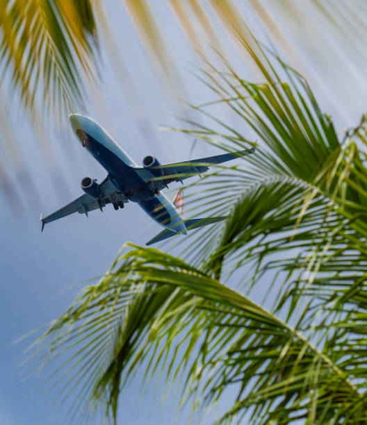 istock Looking up at a commercial airliner through palm fronds 1490708844