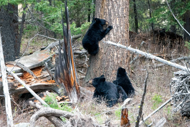 Black bear yearling family cub playing, exploring, climbing a tree in the Yellowstone Ecosystem in western USA, North America