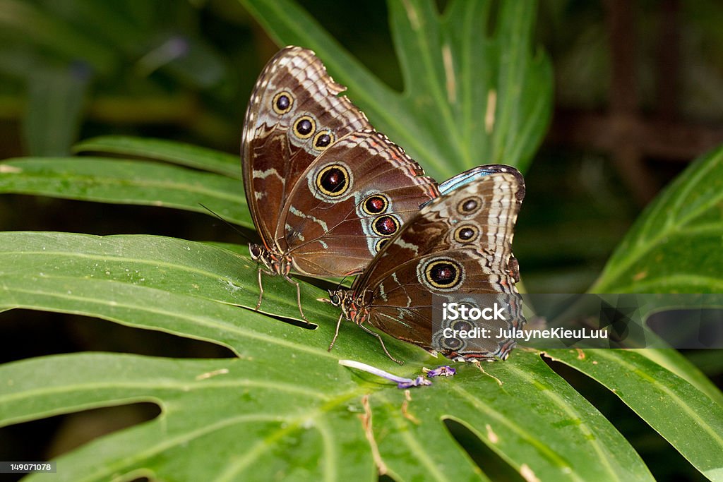 Schmetterling - Lizenzfrei Blauer Morpho Stock-Foto