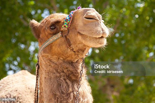 Camel Stock Photo - Download Image Now - Africa, Animal, Animal Body Part