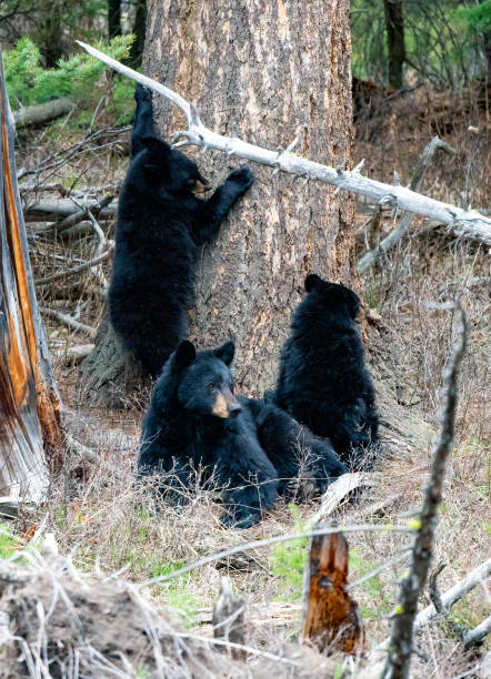 istock Black bear yearling cub playing, exploring under a tree in the Yellowstone Ecosystem in western USA, North America 1490712554