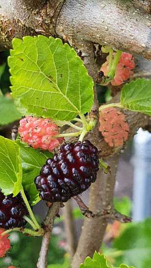 Ripe and unripe mulberry on the tree