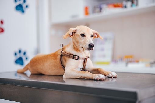 Little dog lying on a table and waiting for a veterinarian for a medical exam.