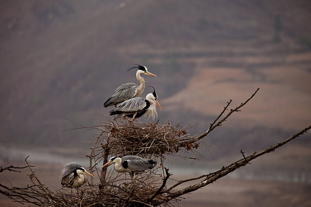 Baby Egrets stock photo