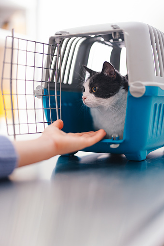 Close up shot of a small grey and white cat lying in an open pet carrier. Unrecognizable woman is extending her hand towards the cat.