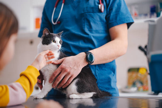 istock Cute Little Cat Being Examined at the Vet’s Office 1490713578