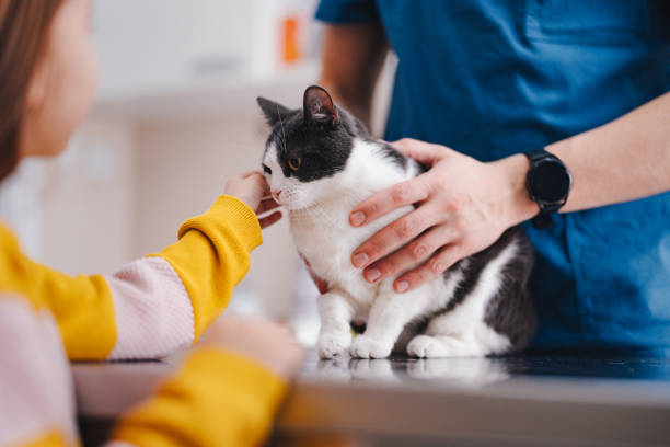 niedliche kleine katze, die in der tierarztpraxis untersucht wird - veterinary office stock-fotos und bilder