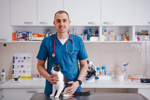 Portrait of a male veterinarian in his office holding a cute little grey and white cat. He is smiling and looking at the camera.