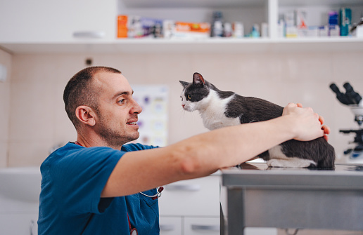 Side view of a happy veterinarian examining a cat at the clinic.