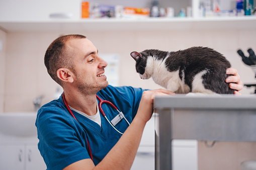 Happy male veterinarian crouching next to the examination table and looking at the little cat lying on it. He is smiling and petting it.