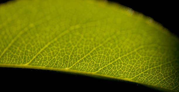 De hoja abstracto - foto de stock