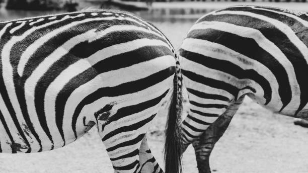 dwie zebry na wolności. - herbivorous close up rear end animal head zdjęcia i obrazy z banku zdjęć