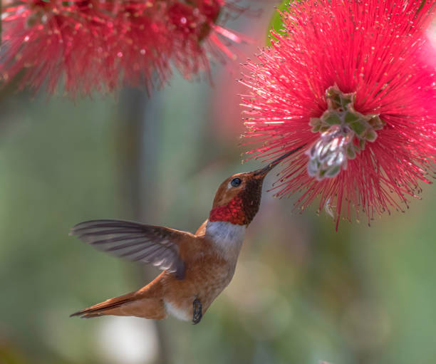 Hummingbird Feeding on Bottlebrush Close Up of a male Rufous Hummingbird feeding on a bottlebrush bloom in Springtime supercaliphotolistic stock pictures, royalty-free photos & images