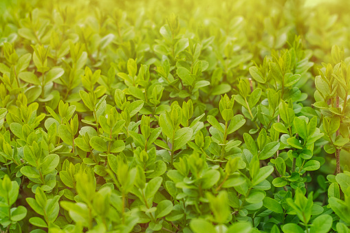 Close-up of the surface of decoratively trimmed shrubs with small leaves
