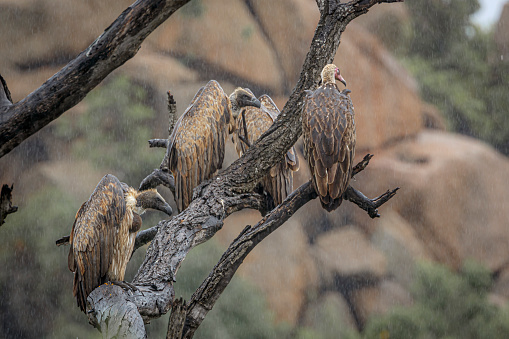 Group of White backed Vulture standing on a log under the rain in Kruger National park, South Africa ; Specie Gyps africanus family of Accipitridae