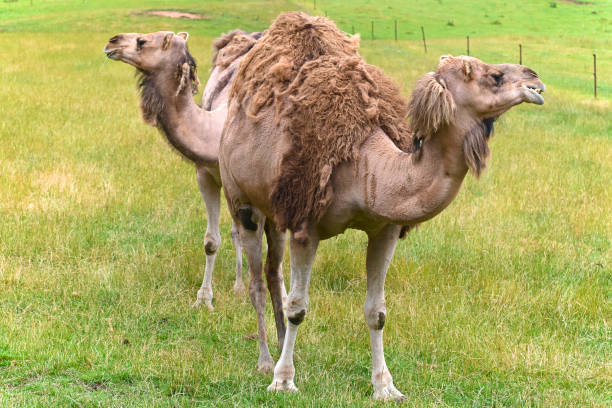istock Camels in Tasmania in the reserve. 1490715122