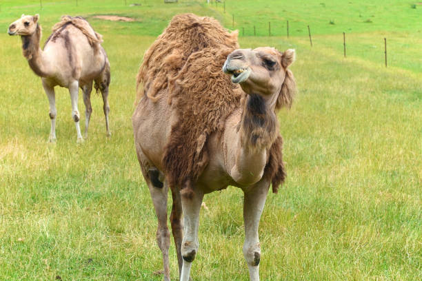 istock Camels in Tasmania in the reserve. 1490715127
