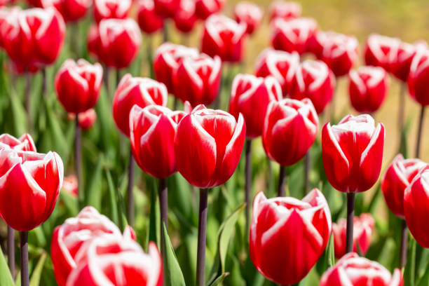 istock Flowerbed of red tulips 1490715404