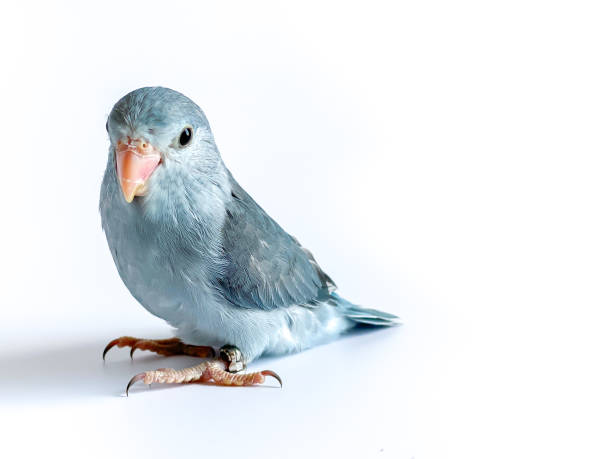 istock Forpus baby parrot bird on the white background 1490715524