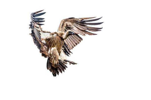 istock White backed Vulture in Kruger National park, South Africa 1490715540