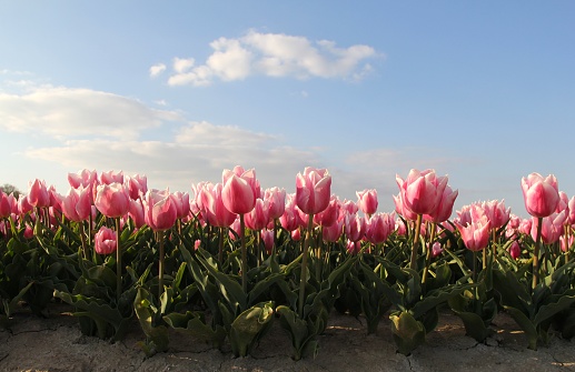 a row pink tulips in the fields and a blue sky in springtime