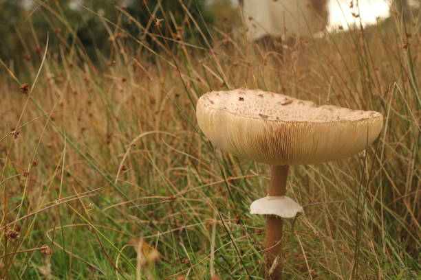 a parasom mushroom with a big cap with vertical gills closeup in a grassland in a forest in autumn