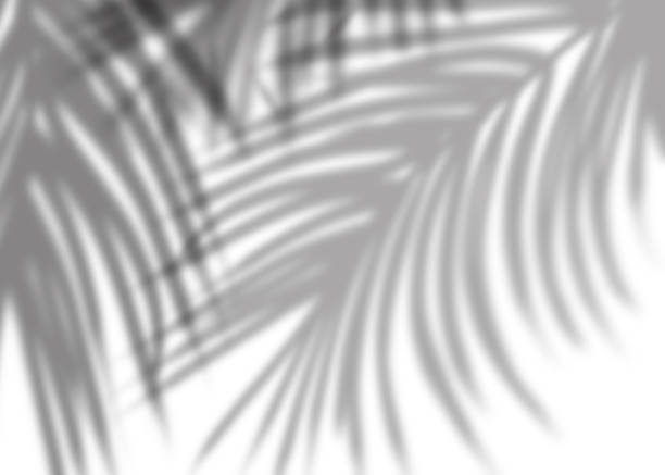 istock Untitled ArtworkCoconut Palm Leaves Shadow on White Background, Tropical Leaf Overlay, Sunbeam from window 1490716954