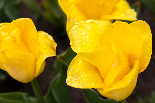 Yellow tulip flowers grow in a summer garden after the rain, close-up photo with selective soft focus