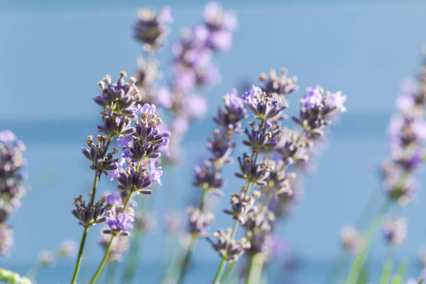 Lavender flowers macro photo over blurred light blue wall, natural photo background with selective soft focus