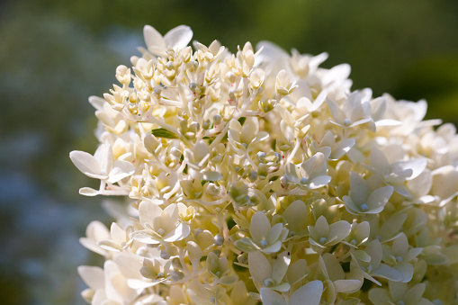 Blooming Hydrangea, white flowers over blurred green background, outdoor macro photo with selective soft focus