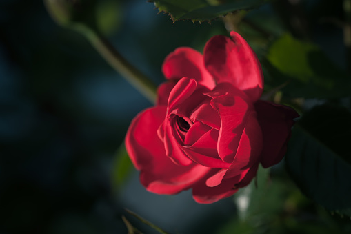 Red rose flower is over blurred dark garden background on a twilight, macro photo with soft selective focus