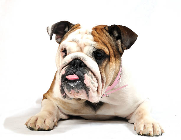 Bulldog Pink stock photo