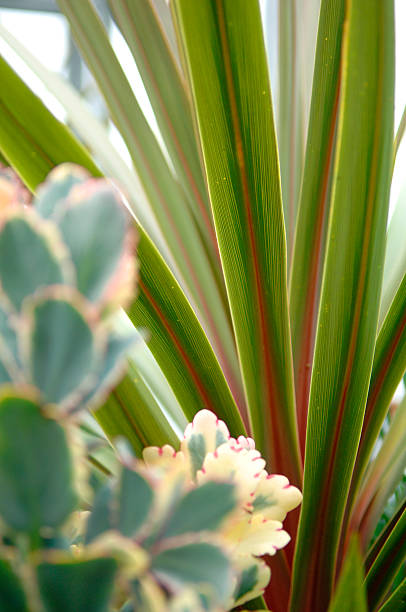 Succulent Plants stock photo