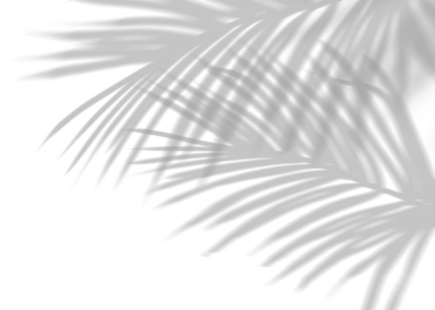 Coconut Palm Leaves Shadow on White Background, Tropical Leaf Overlay, Sunbeam from window