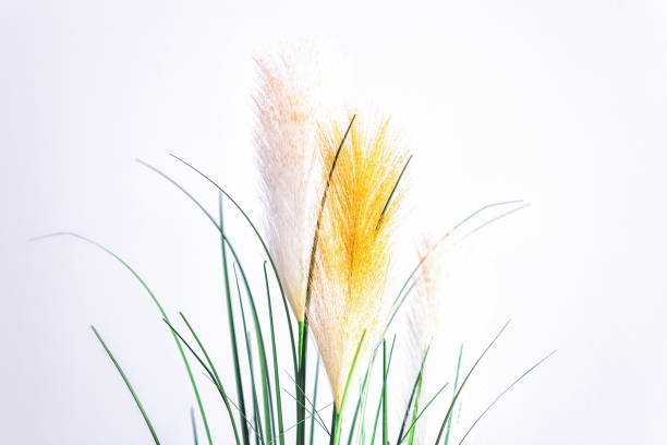 Artificial fluffy pampas grass in pot decorated home interior stock photo