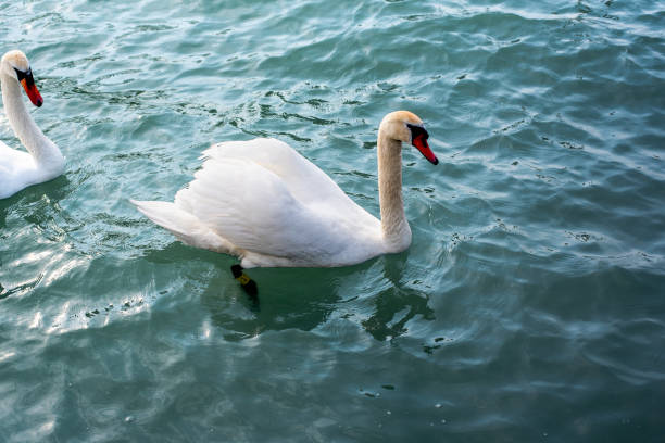 istock Mute swan (Cygnus olor) stretching its wings on a Balaton lake. 1490717655