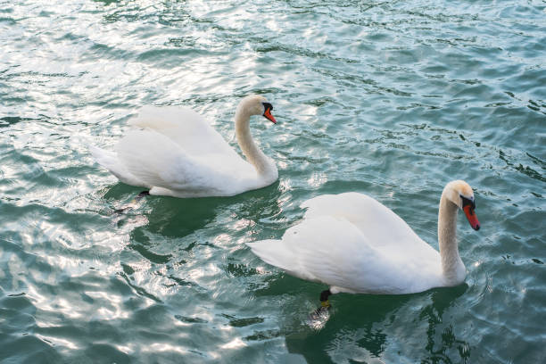 istock Mute swan (Cygnus olor) stretching its wings on a Balaton lake. 1490717659
