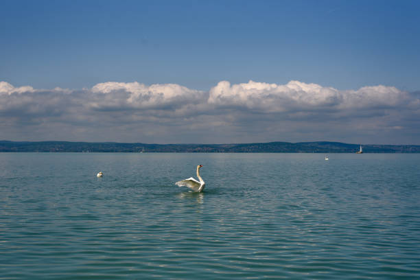 Mute swan (Cygnus olor) stretching its wings on a Balaton lake